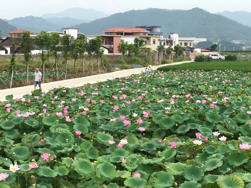 夏季清晨的莲子种植基地,大片荷花盛开,农民正在水中采收成熟莲蓬,手持竹篮,背景为雾气缭绕的湖面,展现原生态有机种植环境 莲子田生态种植场景