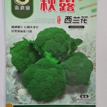 秋露西兰花，抗黑腐病强，花粒细腻，后期不变色，不烂花。