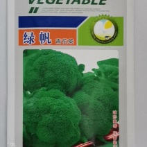 绿帆青花菜，球形高原，花蕾紧实，自覆性强，颜色深绿，抗病