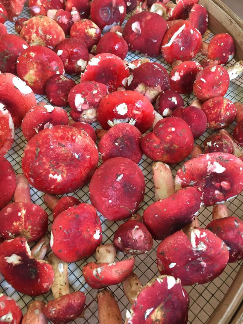 [红菌批发]广西钦州浦北县红菇 600.00元/斤红菌 _ 一亩田