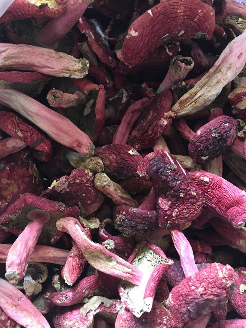 [红菌批发]广西钦州浦北县红菇 600.00元/斤红菌 _ 一亩田