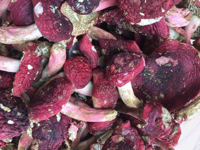 [红菌批发]广西钦州浦北县红菇 600.00元/斤红菌 _ 一亩田