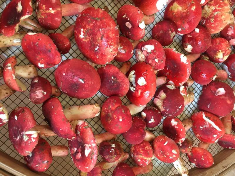 [红菌批发]广西钦州浦北县红菇 600.00元/斤红菌 _ 一亩田