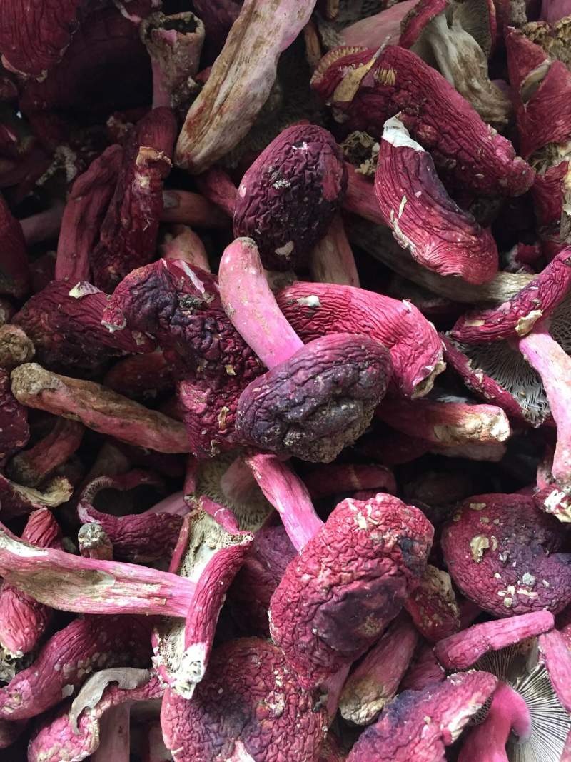 [红菌批发]广西钦州浦北县红菇 600.00元/斤红菌 _ 一亩田