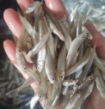 公鱼黄瓜香鱼人吃鱼吃