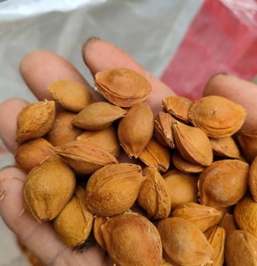 2021年秦岭地区全新野生杏核,干度保证