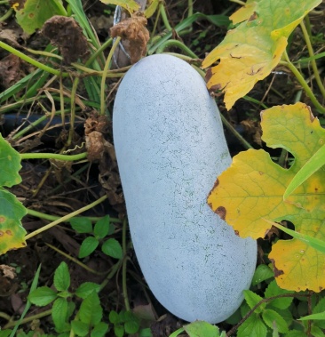 [小香冬瓜批发]玉溪峨山小香冬瓜20吨大量上市,价格美丽,洽谈价格0.55