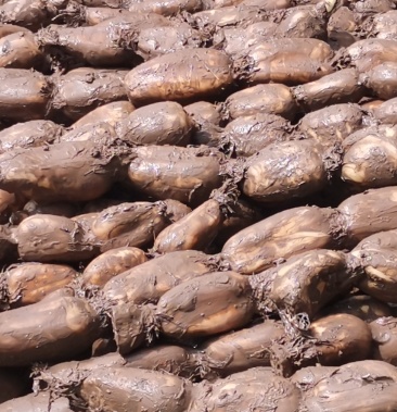 [赛珍珠藕批发]欢迎大家来采购价格2.00元/斤 - 一亩田