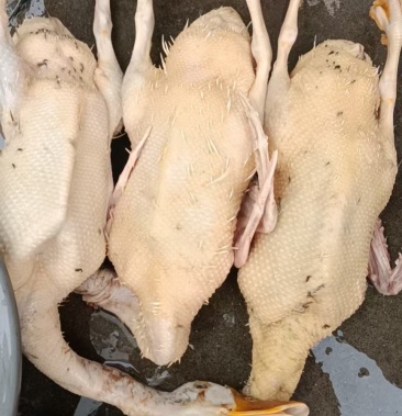 黄皮黄油农村散养土鸭三年老鸭现杀现发