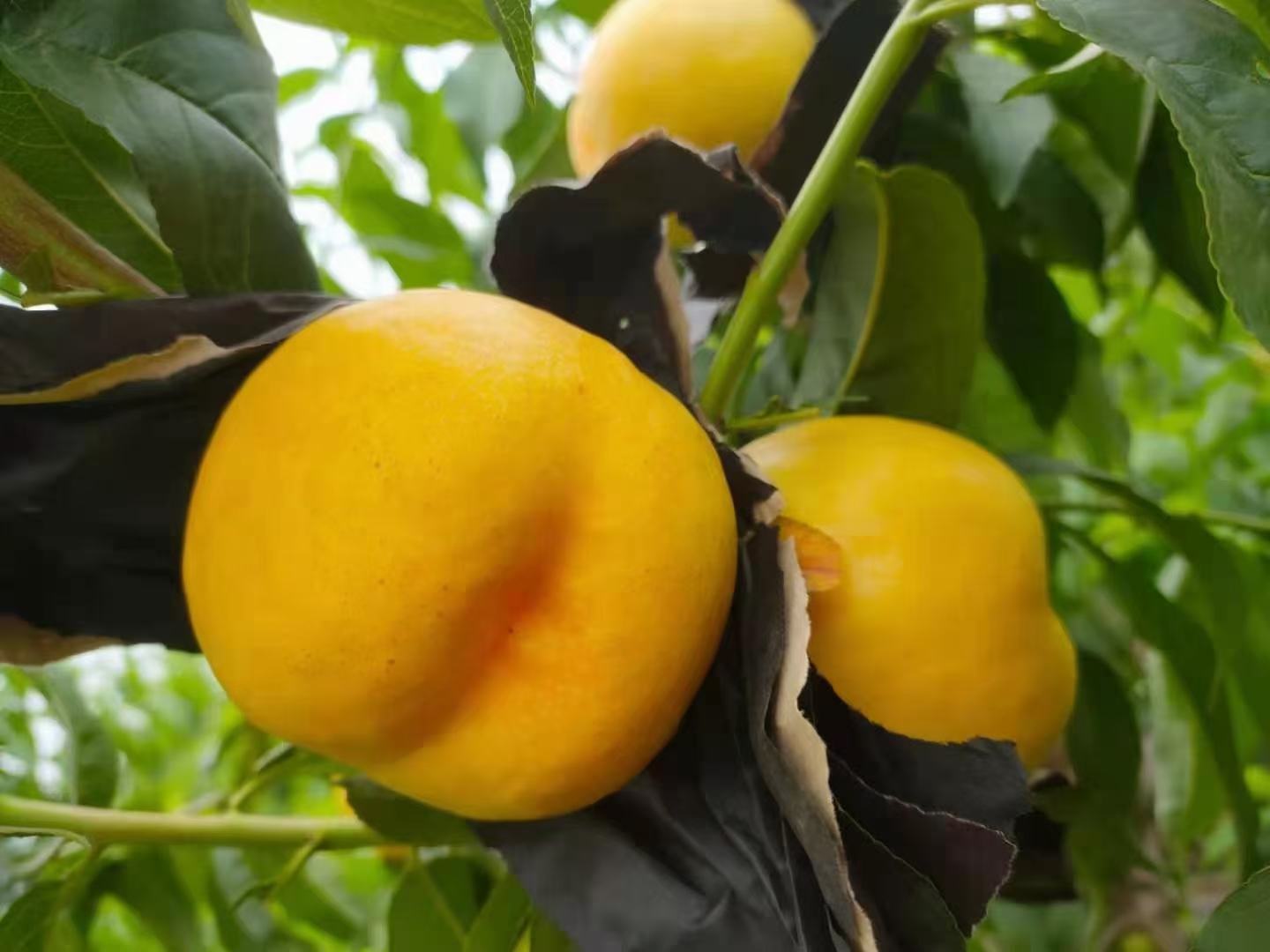 黄肉油桃树苗病虫害识别与防治