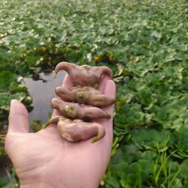 大青菱产地直发中，现采现发，货源充足，物美价廉，欢迎订购