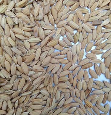 绥粳27水稻品种图片