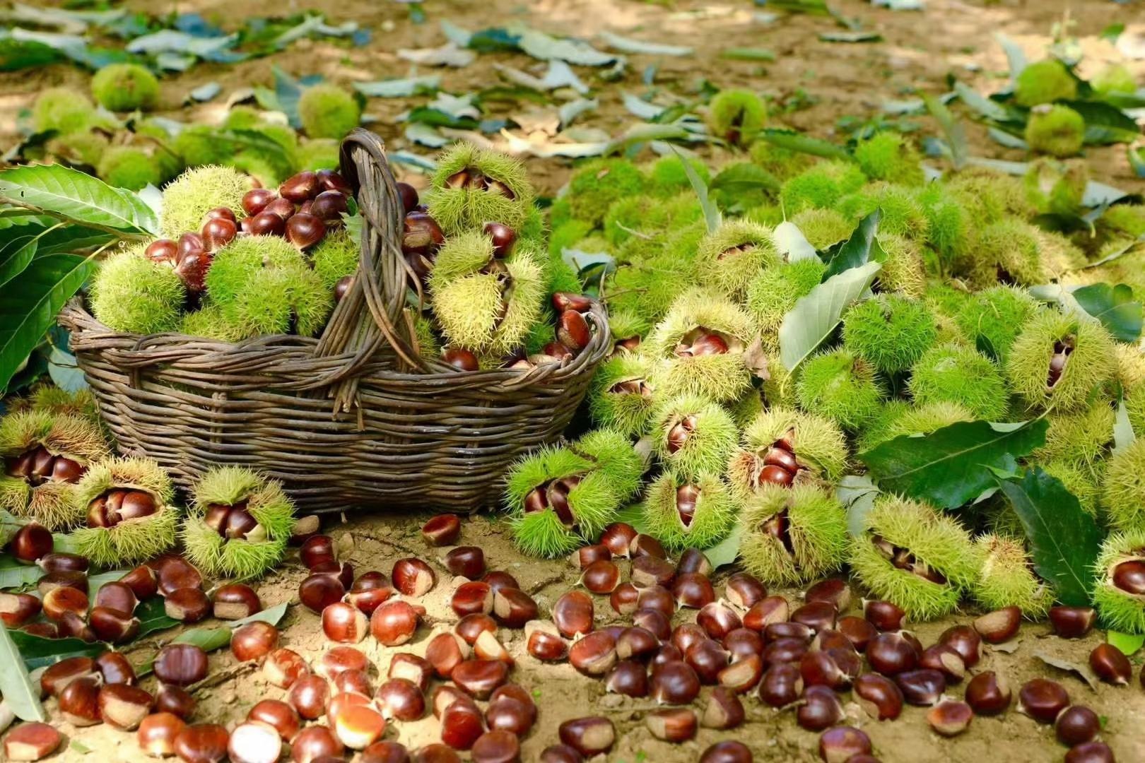 一位当地农民身穿传统布衣,手持竹竿正在敲打高大的毛栗树,带刺的果苞纷纷落下,旁边编织筐里已装满新鲜采摘的毛栗子,背景是金秋时节的山林,树叶泛黄,呈现出丰收的景象 农民在秋季采摘毛栗子的场景