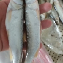 精品大嘴马口鱼辽宁基地直销现捞现卖量大价优欢迎考察