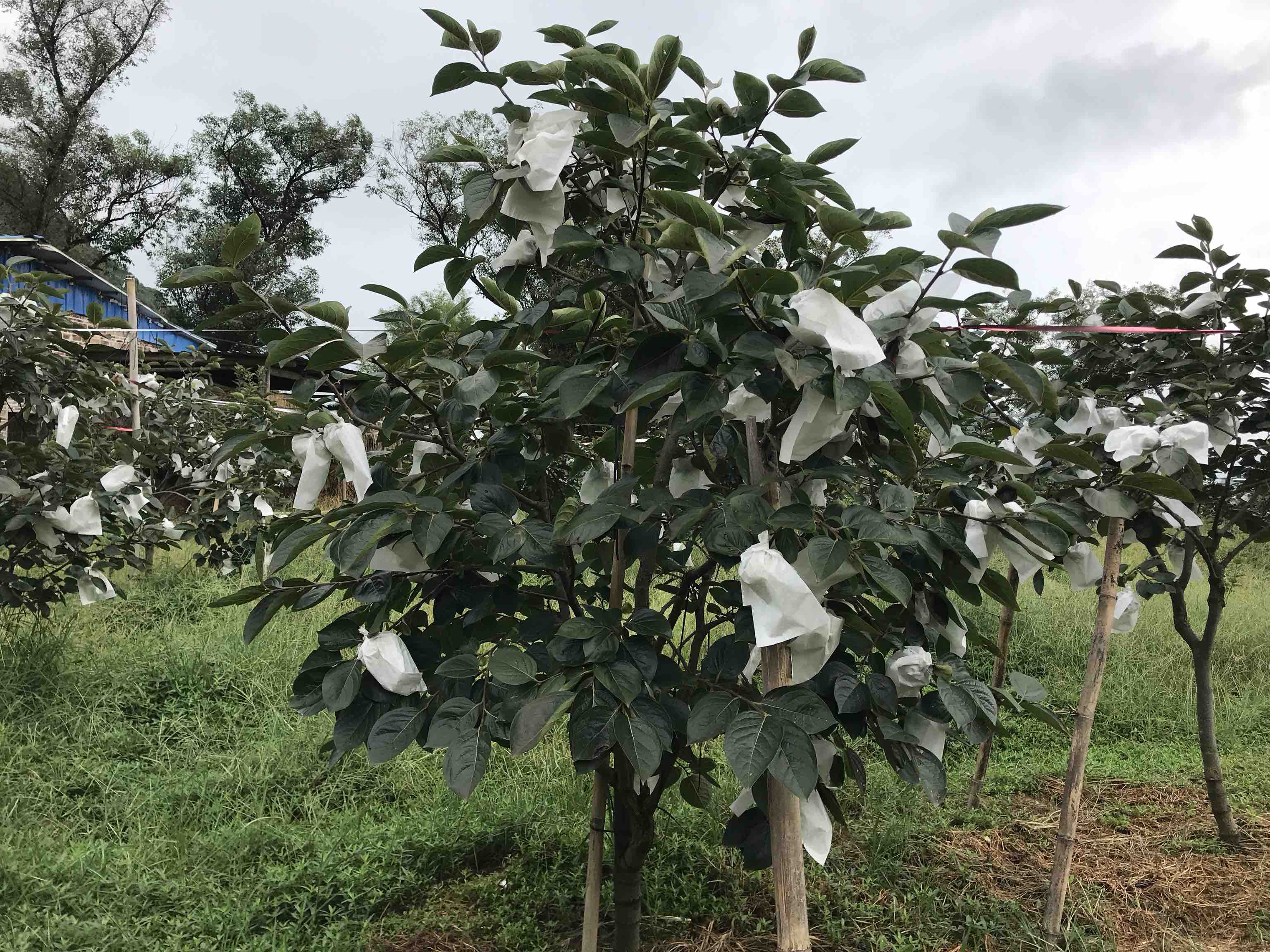 果农在果园中进行脆柿套袋作业