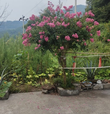 紫薇树及造型花瓶各种花色紫薇大小规格齐全