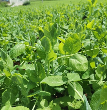 [豌豆苗批发]高山冷凉豌豆尖价格4.00元/斤 - 一亩田