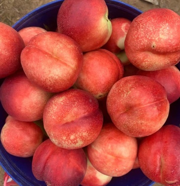 辽南红珊瑚油桃已上市品质好口感甜需要联系