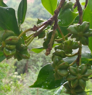 产地云南文山马关县物流整车;按公斤收费;运费买家自理规格鲜八角1400