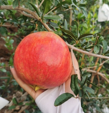 大理宾川突尼斯软籽石榴