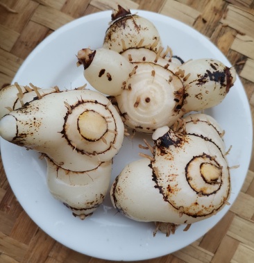 白芨白芨块茎带根须紫花三叉大白芨鲜品产地直供货