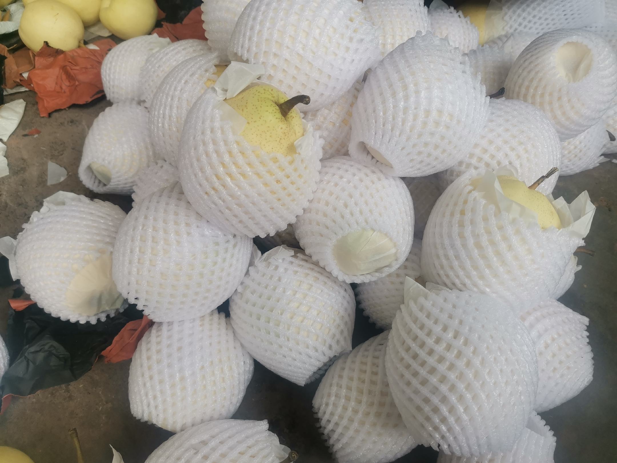 金花梨木材原木展示