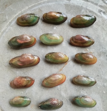 河蚌淡水蚌蚌杜氏珠蚌珠蚌水族宠物净化水质