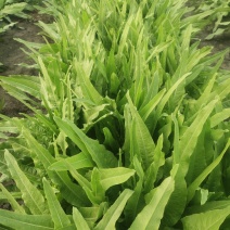 油麦菜