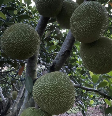 珍珠菠萝蜜苗,苗场直供,耐寒容易管理,单果5到十斤.