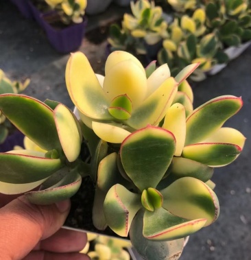 [多肉植物批发]8.5新花月锦,40装,3.2,基地直发价格3.