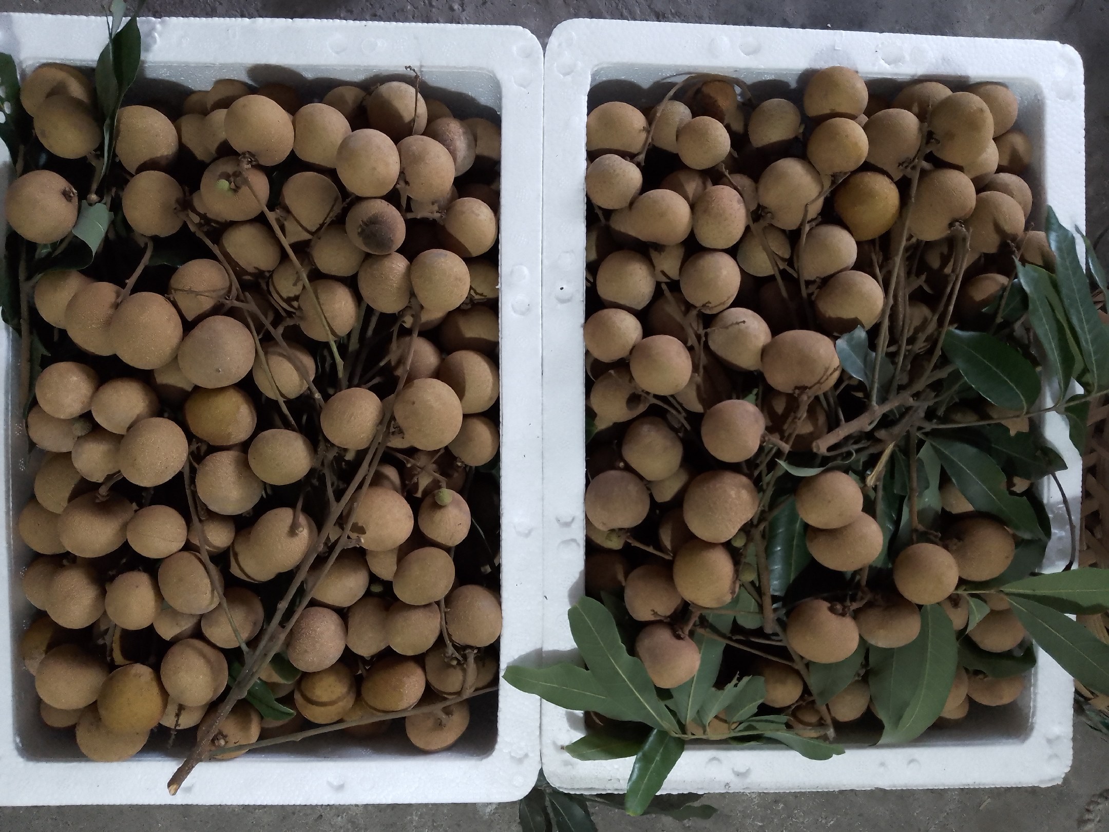 新鲜采摘的龙眼果实,果肉饱满,色泽晶莹 龙眼果实特写