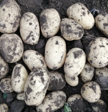 [土豆批发]荷兰806价格0.42元/斤 - 一亩田