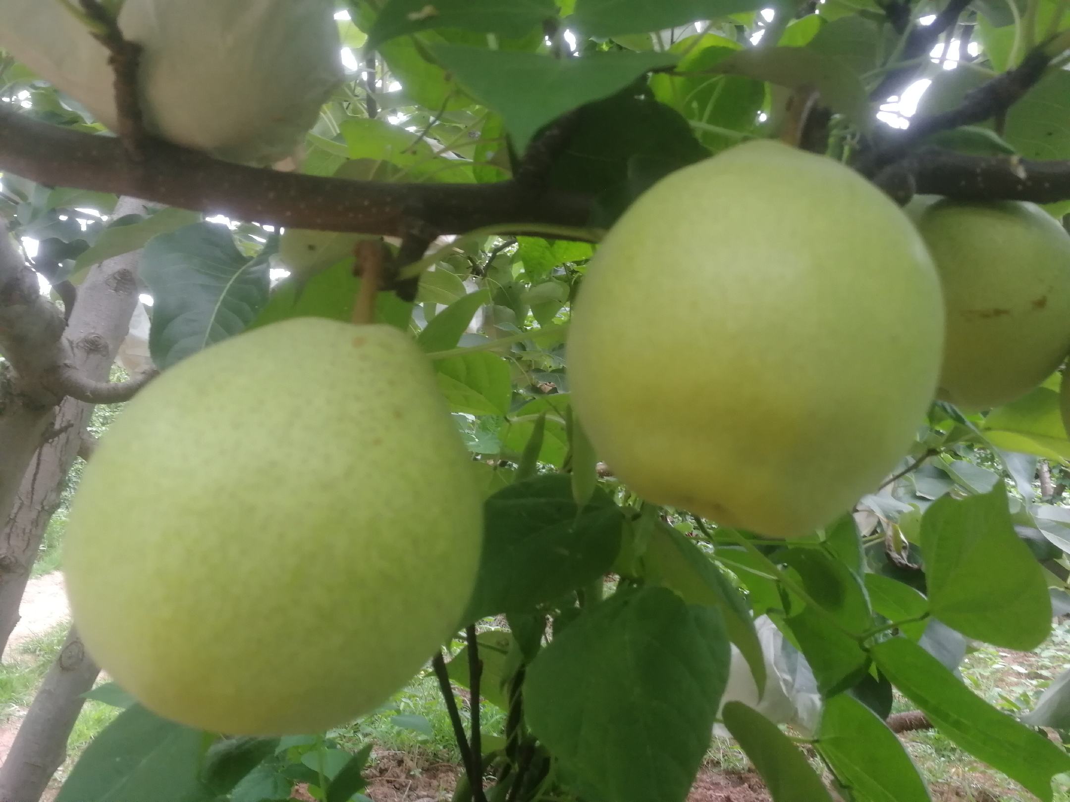 一张并排展示金花梨与菠萝格实木板材的高清图片,左侧为浅金色带细密纹理的金花梨板,右侧为深红褐色带明显条纹的菠萝格木板,背景为自然光下的户外木地板铺设环境,突出两者颜色与纹理差异 金花梨与菠萝格对比图