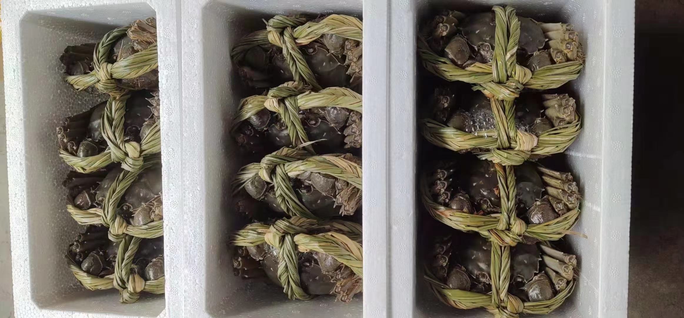 特写镜头聚焦于洪湖大闸蟹礼盒封口处的官方地理标志金属镭射标,清晰呈现‘洪湖大闸蟹’中英双语浮雕、环形防伪二维码(含‘HONGHU’激光暗记)、以及肉眼需放大镜辨识的‘2024’微缩年份字样,背景为淡蓝色洪湖湿地水墨纹理 洪湖大闸蟹地理标志防伪标识特写:展示金属镭射标、二维码及微缩文字细节