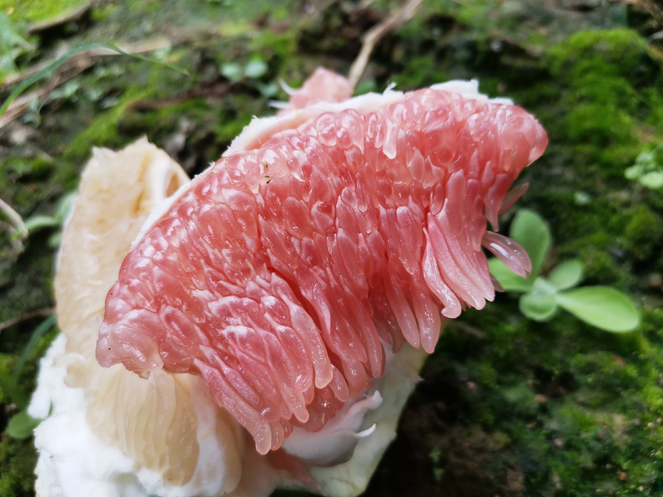 职场女性日常食用水果场景,强调沙田柚作为健康加餐的便捷性与天然属性,突出手部肌肤状态与果肉光泽对比 女性手捧半只剥开的沙田柚:指尖轻触金黄果瓣,果肉水润反光,背景虚化呈现办公室窗台与笔记本电脑一角