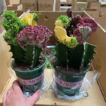 春风室内绿植盆栽基地直销精品盆栽