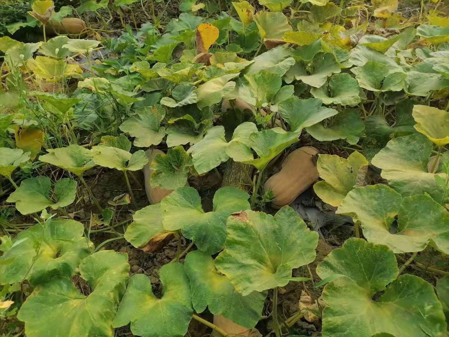 一片长势旺盛的蜜本南瓜种植基地,藤蔓茂密,叶片翠绿,多个成熟的蜜黄色南瓜整齐地卧在田垄上,阳光照射下果实表面泛着自然光泽,农民正在田间进行采收作业 蜜本南瓜田间生长实景图
