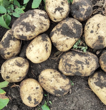 [尤金885土豆批发]尤金885土豆价格0.50元/斤 - 一亩田