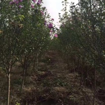木槿/绿化苗木/乔灌木/木槿绿化/木槿树苗/木槿林木