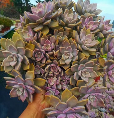 [多肉植物批发]30盆280#盆韩国初恋,冠幅超过360#盆,价格38.