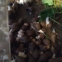 白玉蜗牛种苗，急需用钱，转让