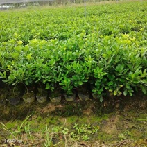 海桐球/绿化苗木/乔灌木/海桐林木/海桐树/绿化植物