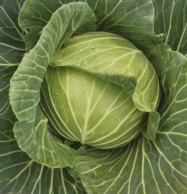 高山优质蔬菜莲花白寒将军品种需要的联系