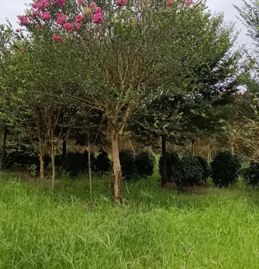 原生紫薇 速生紫薇 高分枝低分枝规格齐全欢迎选购