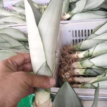 白玉虎皮兰大量供应福建四海园基地直销