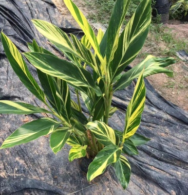 花叶良姜大量供应福建四海园基地直销