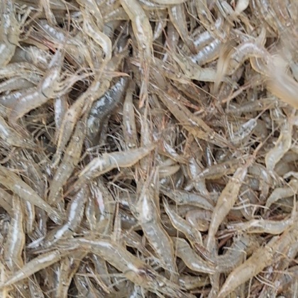 山东临沂兰陵县河虾价格行情走势 - 一亩田