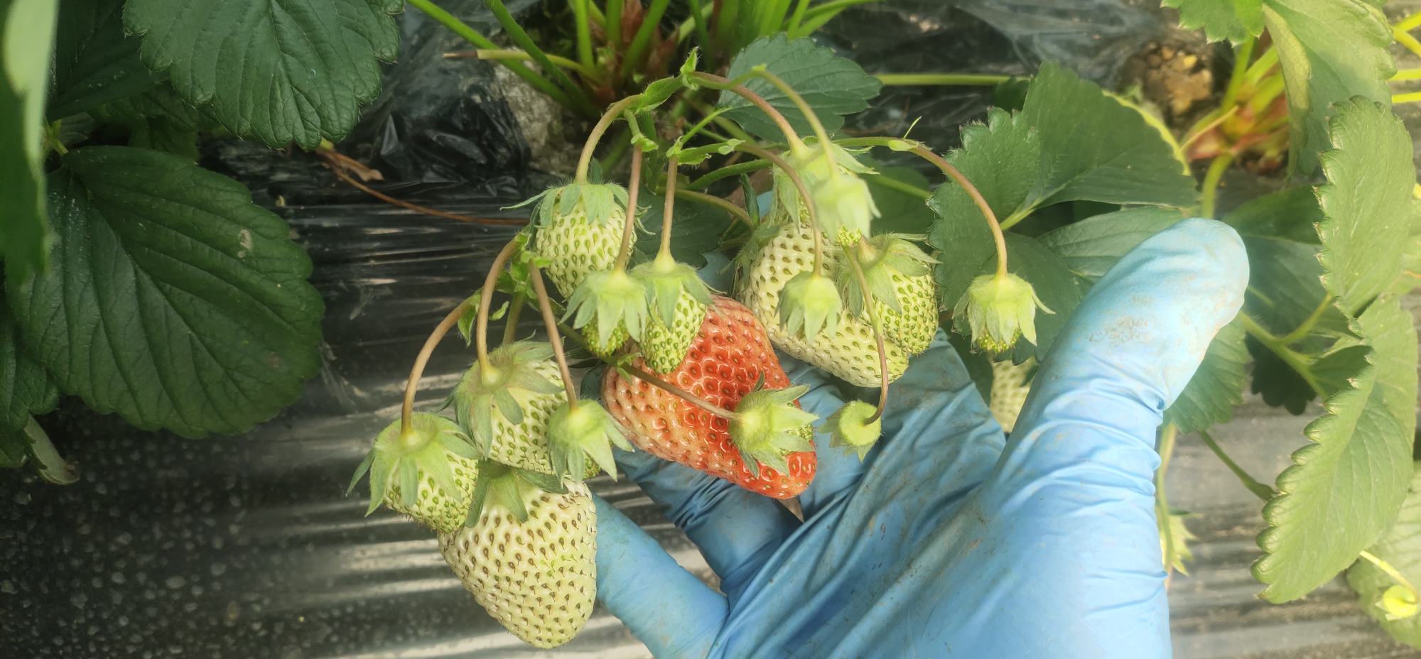 红颜草莓苗与普通草莓苗对比图