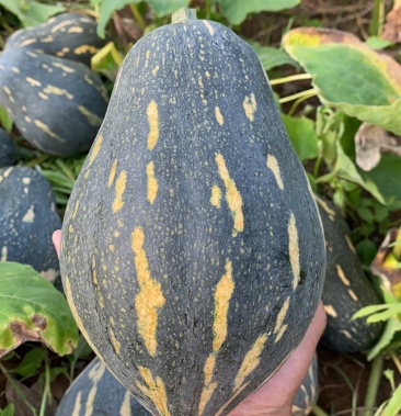 广西精品香芋南瓜 大量供应市场 电商平台