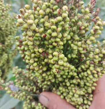 [红高粱批发]红高粱,凤杂31价格4000.00元/吨 - 一亩田